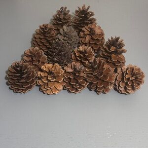 Assortment of Decorative Brown Pine Cones (14)